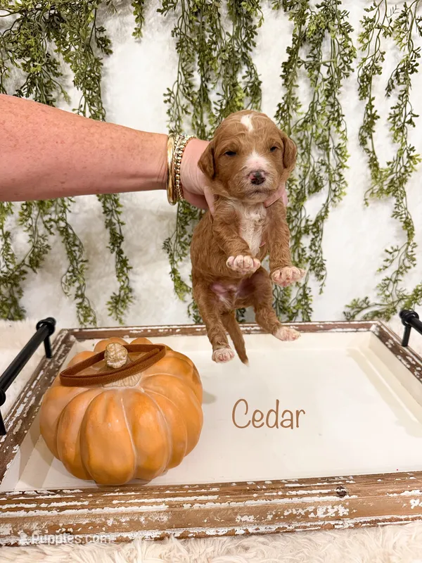 Cedar – Goldendoodle puppy for sale in Mobile, AL