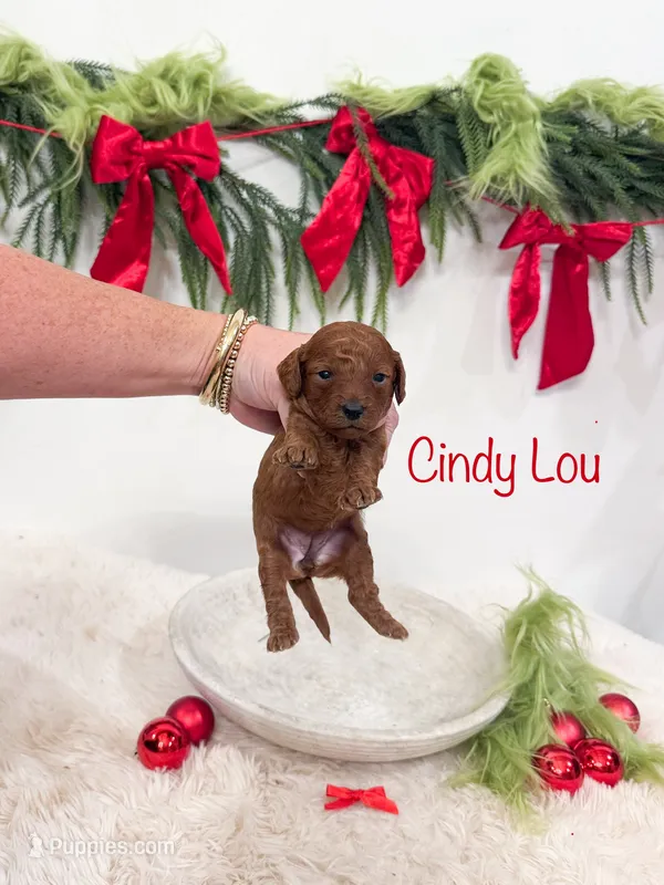 Cindy Lou - Micro Mini – Cavapoo puppy for sale in Mobile, AL