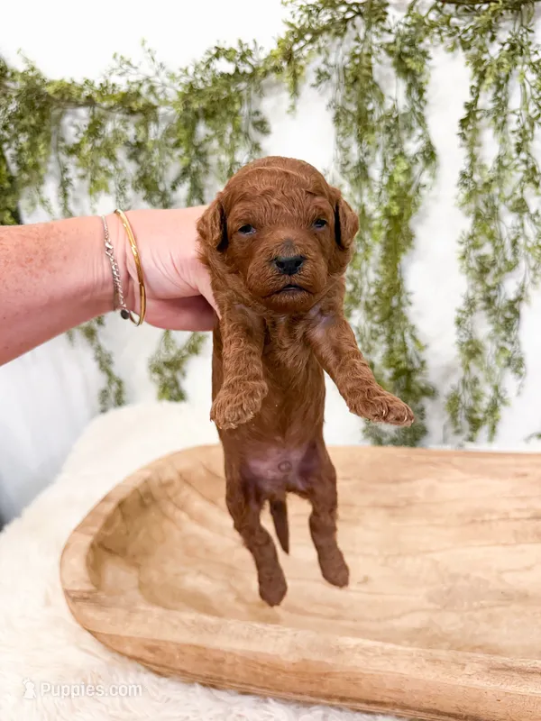 Woody – Miniature Goldendoodle puppy for sale in Mobile, AL