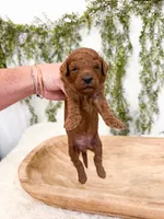 Woody, a male Miniature Goldendoodle for sale in Mobile, AL – 1 of 1