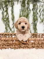 Kiwi, a male Poodle - Miniature  and Miniature Goldendoodle for sale in Mobile, AL – 1 of 1