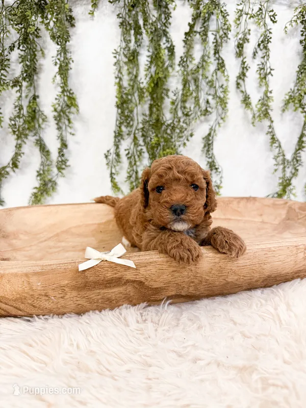 Strawberry – Poodle - Miniature , Miniature Goldendoodle puppy for sale in Mobile, AL