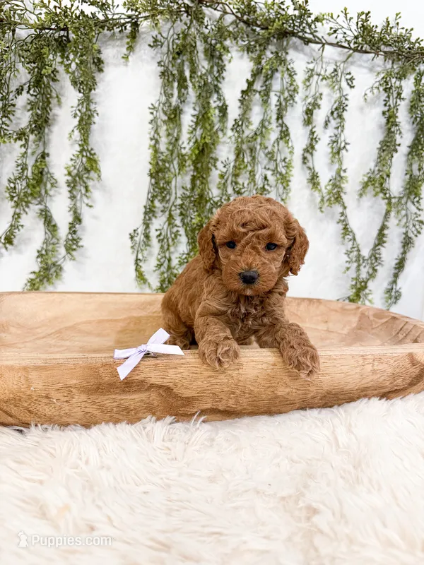 Cherry – Poodle - Miniature , Miniature Goldendoodle puppy for sale in Mobile, AL