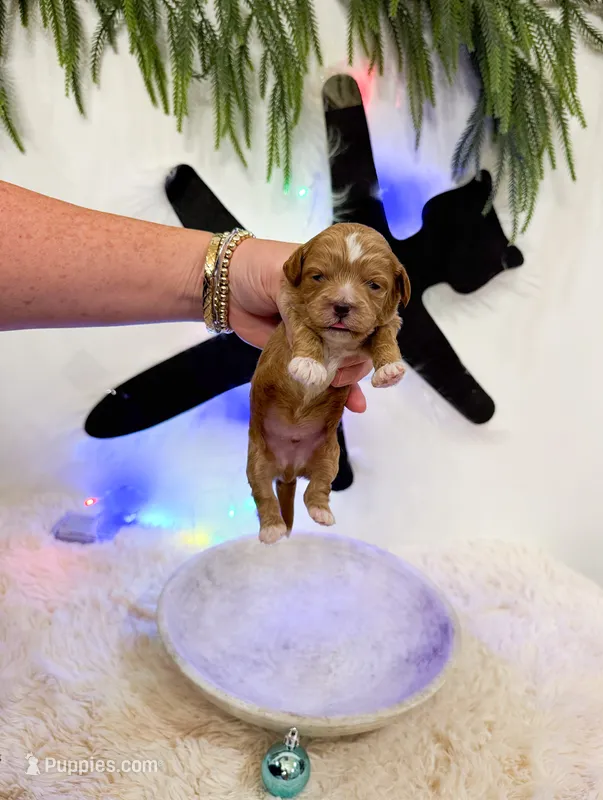 Clark – Shihpoo puppy for sale in Mobile, AL