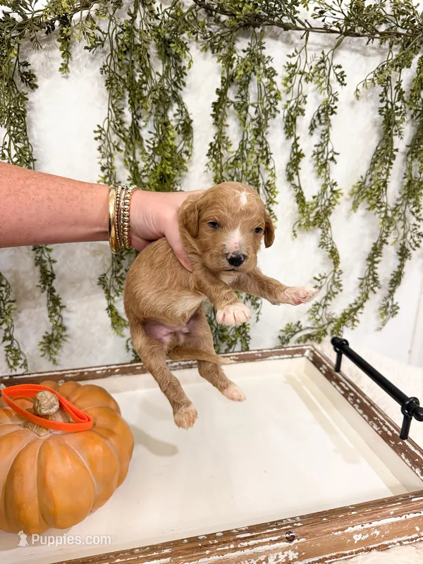 Hickory – Goldendoodle puppy for sale in Mobile, AL