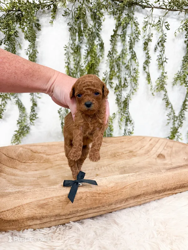 Maple – Poodle - Miniature  puppy for sale in Mobile, AL