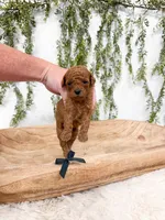 Maple, a female Poodle - Miniature  for sale in Mobile, AL – 1 of 1