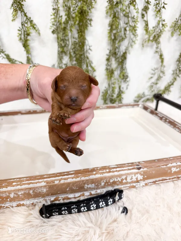 Whoville  – Cavapoo puppy for sale in Mobile, AL