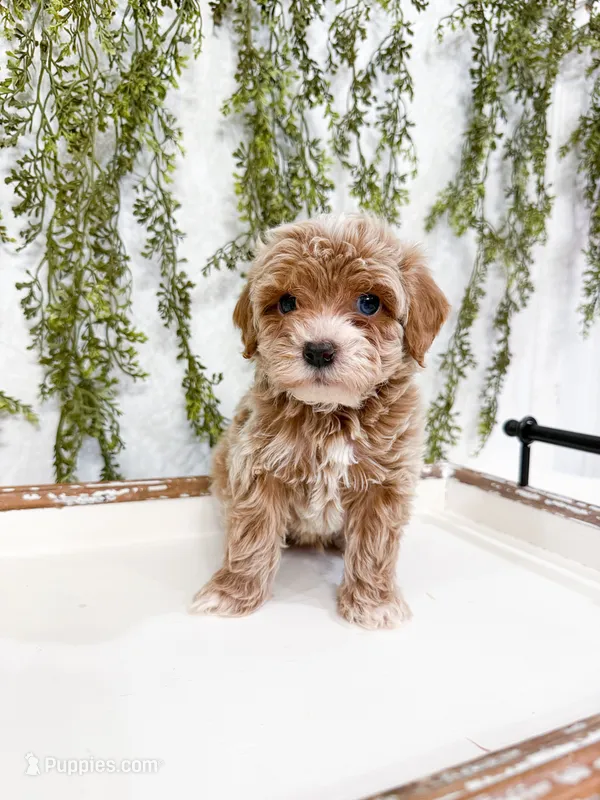 Miles – Cavapoo puppy for sale in Mobile, AL