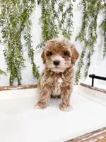 Miles, a male Cavapoo for sale in Mobile, AL – 1 of 6
