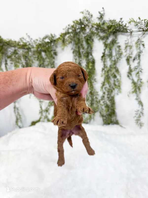 Raspberry  – Poodle - Miniature , Miniature Goldendoodle puppy for sale in Mobile, AL