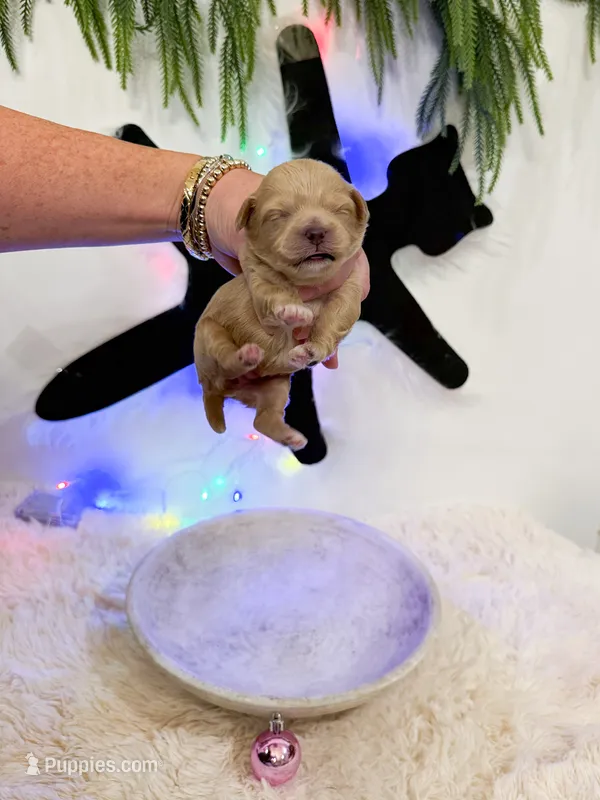 Aunt Bethany – Shihpoo puppy for sale in Mobile, AL