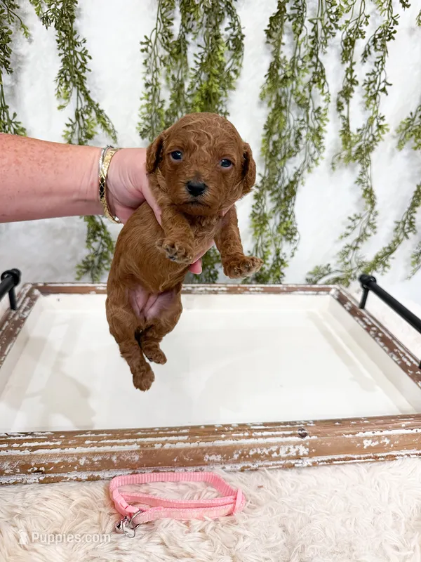 Pumpkin – Cavapoo puppy on hold in Mobile, AL