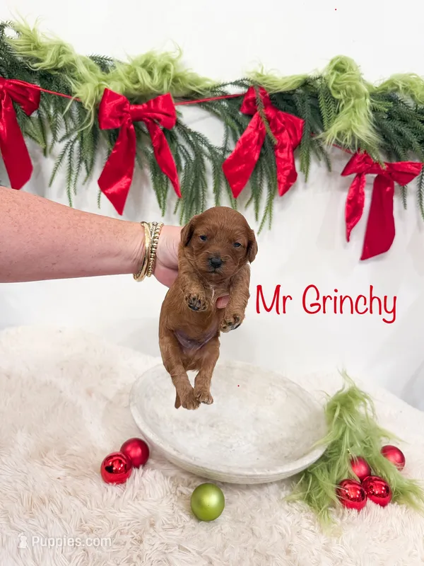 Micro Mini “Mr Grinchy”, a male Cavapoo for sale in Mobile, AL – 1 of 2