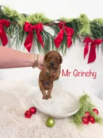 Micro Mini “Mr Grinchy”, a male Cavapoo for sale in Mobile, AL – 1 of 2