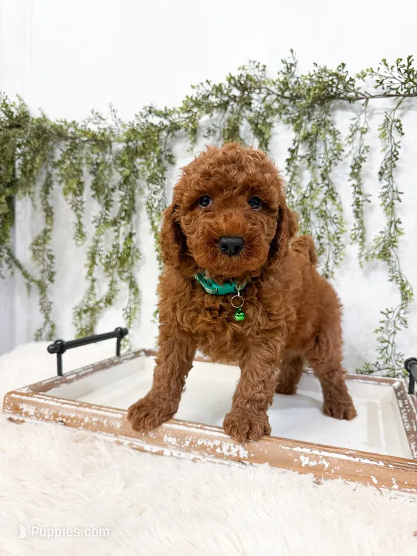 Gooseberry – Poodle - Miniature , Miniature Goldendoodle puppy for sale in Mobile, AL