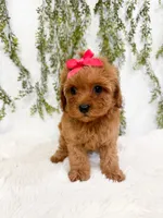 Micro Capri, a female Cavapoo and Poodle - Toy  for sale in Mobile, AL – 1 of 3
