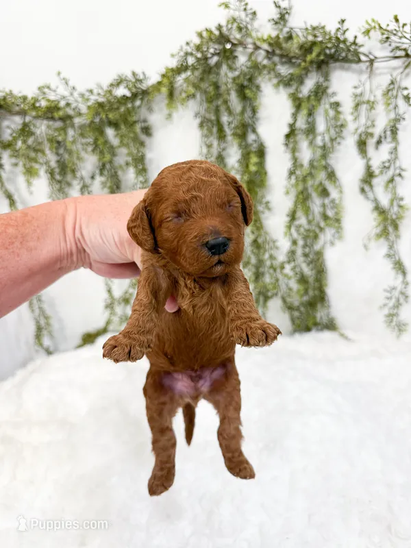 Gooseberry – Poodle - Miniature , Miniature Goldendoodle puppy for sale in Mobile, AL