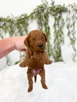Gooseberry, a male Poodle - Miniature  and Miniature Goldendoodle for sale in Mobile, AL – 1 of 2