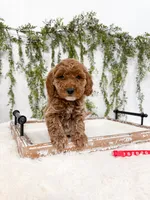 Cupid, a male Poodle - Miniature  and Miniature Goldendoodle for sale in Mobile, AL – Photo 2 of 3