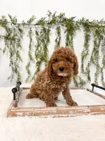 Cupid, a male Poodle - Miniature  and Miniature Goldendoodle for sale in Mobile, AL – Photo 1 of 3