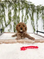 Cupid, a male Poodle - Miniature  and Miniature Goldendoodle for sale in Mobile, AL – Photo 3 of 3
