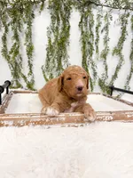 Comet, a male Goldendoodle for sale in Mobile, AL – 2 of 2