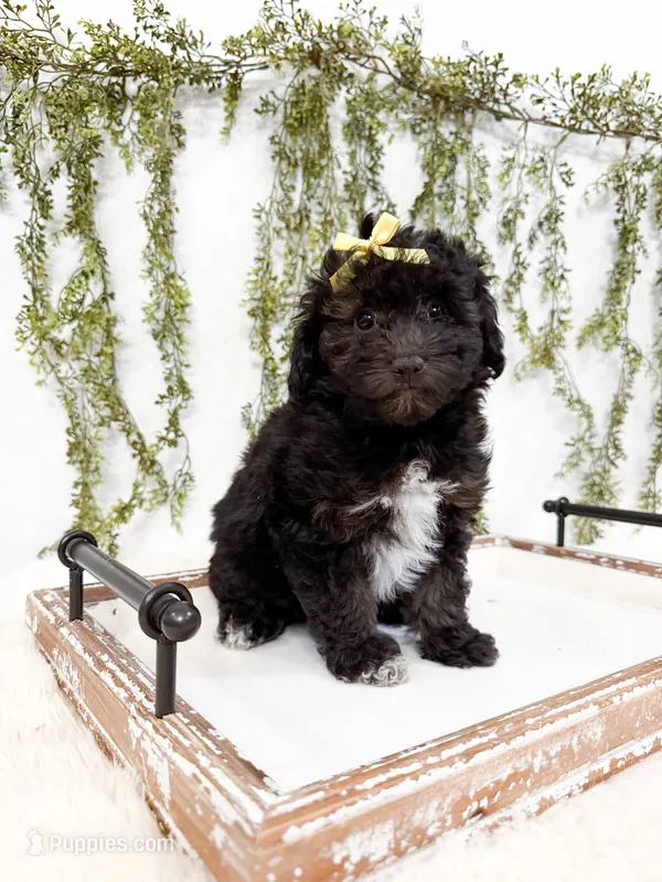 Olive – Poodle - Miniature , Miniature Goldendoodle puppy for sale in Mobile, AL