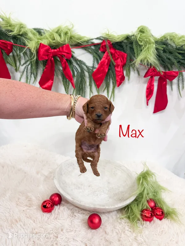 Micro Mini “Max” – Cavapoo puppy for sale in Mobile, AL