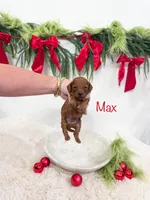 Micro Mini “Max”, a male Cavapoo for sale in Mobile, AL – 1 of 2