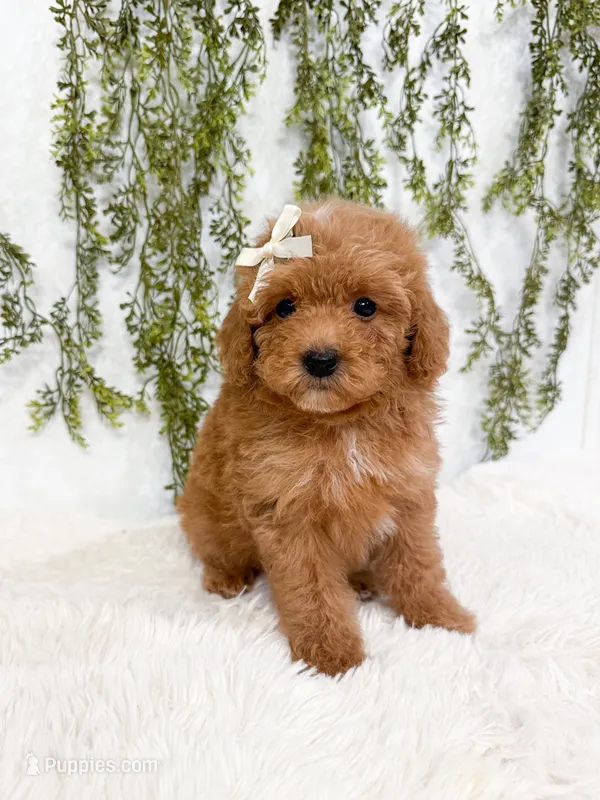 Goldie – Poodle - Miniature , Miniature Goldendoodle puppy for sale in Mobile, AL