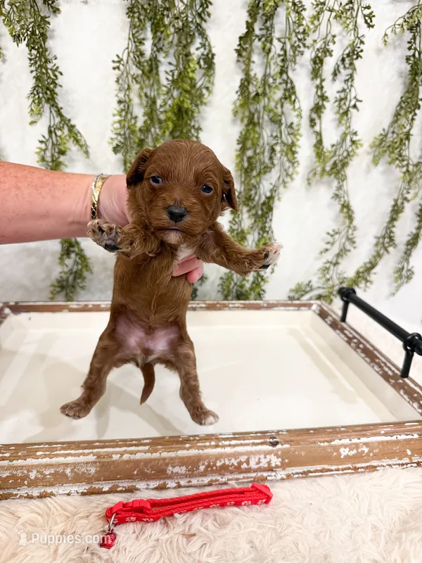 Patches – Cavapoo puppy for sale in Mobile, AL