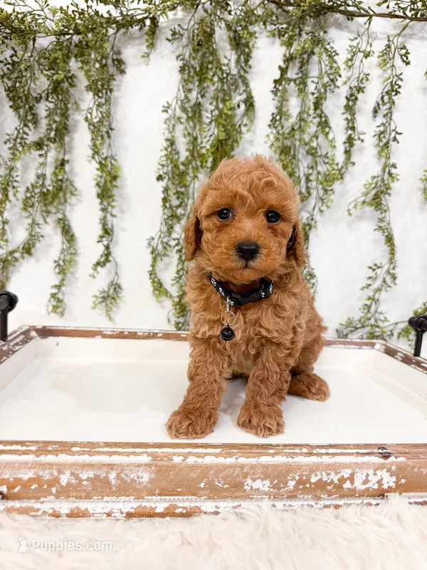 Graham – Poodle - Miniature  puppy for sale in Mobile, AL