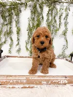 Graham, a male Poodle - Miniature  for sale in Mobile, AL – 2 of 5