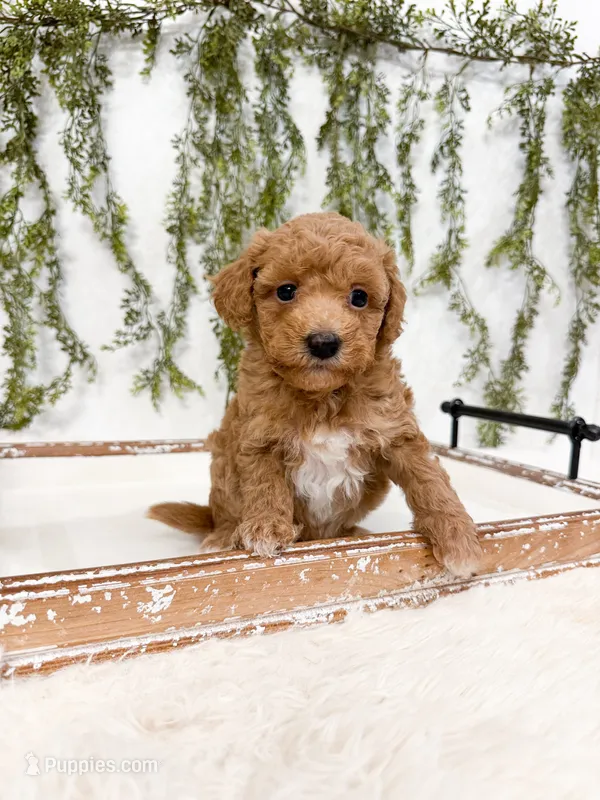 Bear – Poodle - Miniature , Miniature Goldendoodle puppy for sale in Mobile, AL