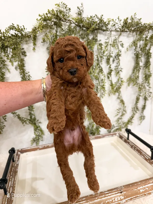 Rex – Miniature Goldendoodle puppy for sale in Mobile, AL
