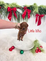 Micro Mini “Little Who”, a male Cavapoo for sale in Mobile, AL – 1 of 2
