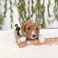 Kai, a male Goldendoodle for sale in Mobile, AL – Photo 6 of 6