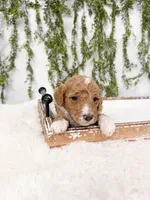 Kai, a male Goldendoodle for sale in Mobile, AL – Photo 3 of 3