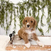 Kai, a male Goldendoodle for sale in Mobile, AL – Photo 5 of 6