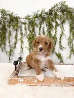 Kai, a male Goldendoodle for sale in Mobile, AL – Photo 2 of 3