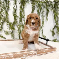 Kai, a male Goldendoodle for sale in Mobile, AL – Photo 4 of 6