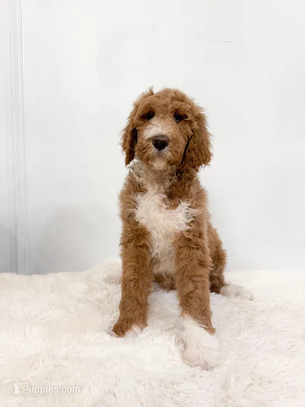 Kai – Goldendoodle puppy for sale in Mobile, AL
