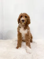 Kai, a male Goldendoodle for sale in Mobile, AL – Photo 1 of 6