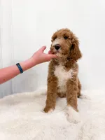 Kai, a male Goldendoodle for sale in Mobile, AL – Photo 2 of 6