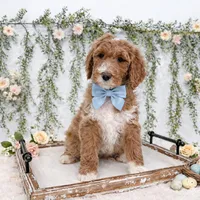 Kai, a male Goldendoodle for sale in Mobile, AL – Photo 3 of 6