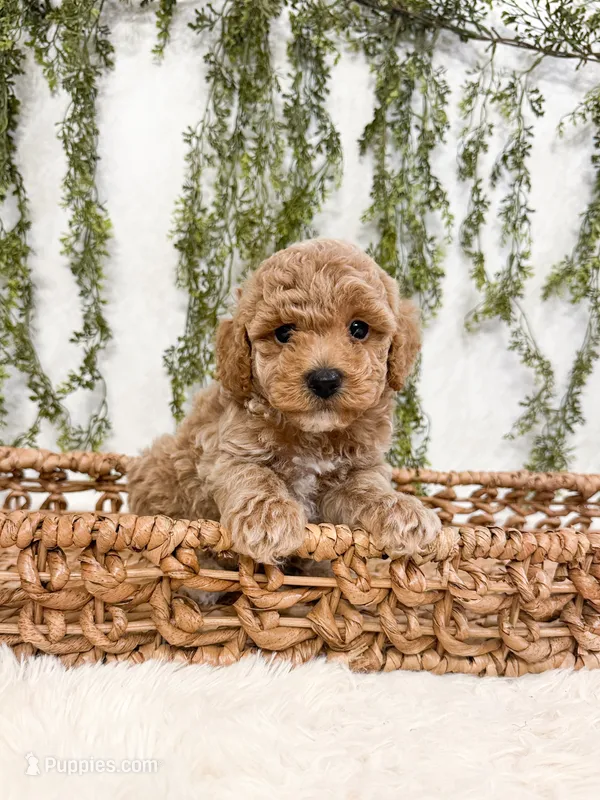 Mango – Poodle - Miniature , Miniature Goldendoodle puppy for sale in Mobile, AL