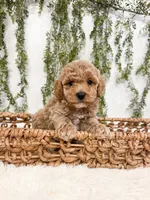Mango, a male Poodle - Miniature  and Miniature Goldendoodle for sale in Mobile, AL – 1 of 1