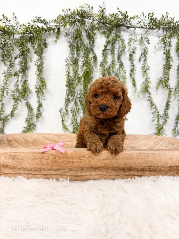 Raspberry  – Poodle - Miniature , Miniature Goldendoodle puppy on hold in Mobile, AL