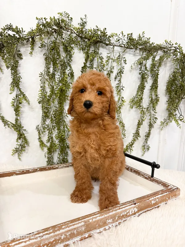 Graham – Poodle - Miniature  puppy for sale in Mobile, AL